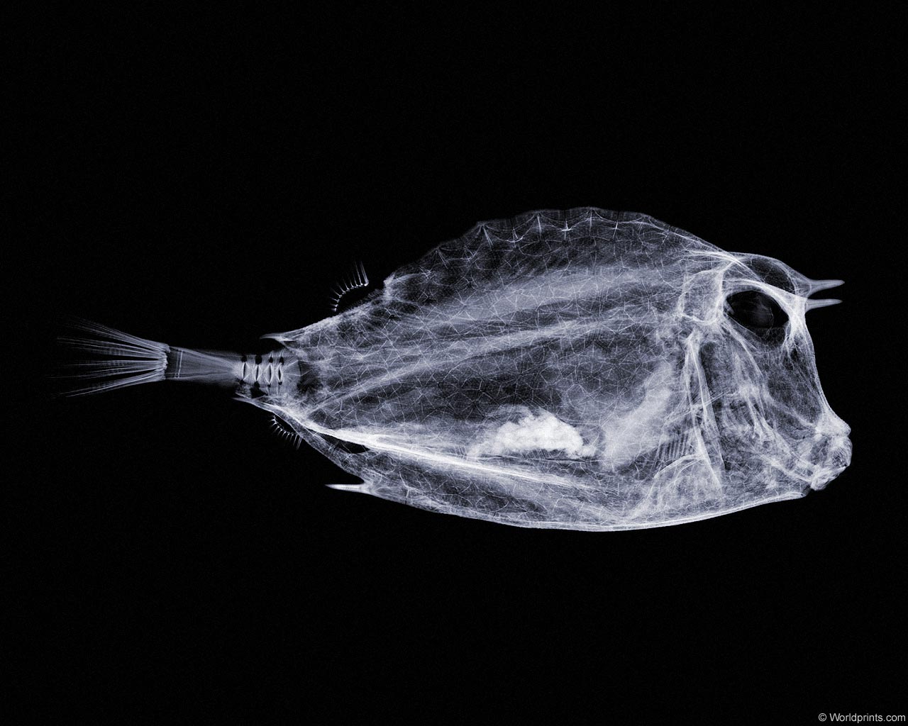 �������� :: X-RAY - ������� 2 :: ���������� 1