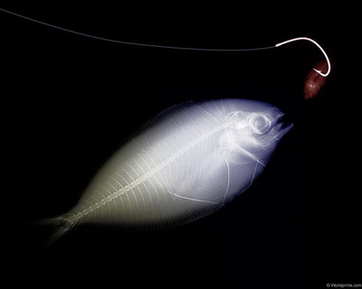 �������� :: X-RAY - ������� 2 ���� 16
