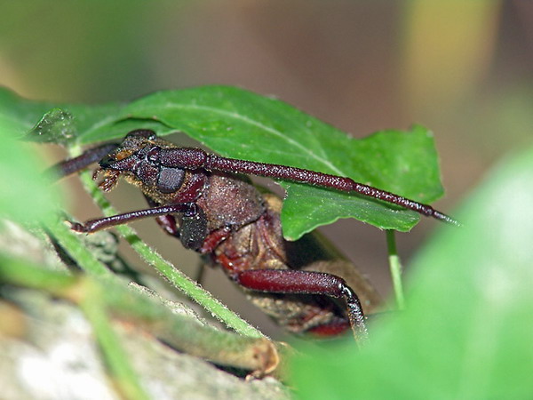 �������� :: ��� ����� ���� 34