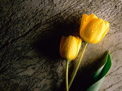 ���� �� ������� ���� :: Wallpapers ���� 1