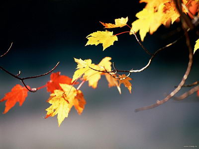 ���� �� ������� ���� :: Wallpapers ���� 2