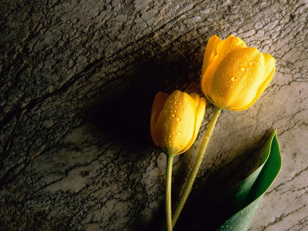 ���� �� ������� ���� :: Wallpapers :: ���������� 1