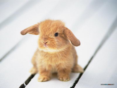 ���� �� ������� ���� :: Wallpapers ���� 4