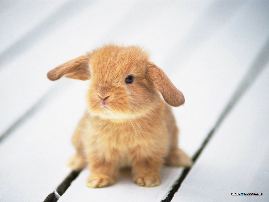 ���� �� ������� ���� :: Wallpapers :: ���������� 1