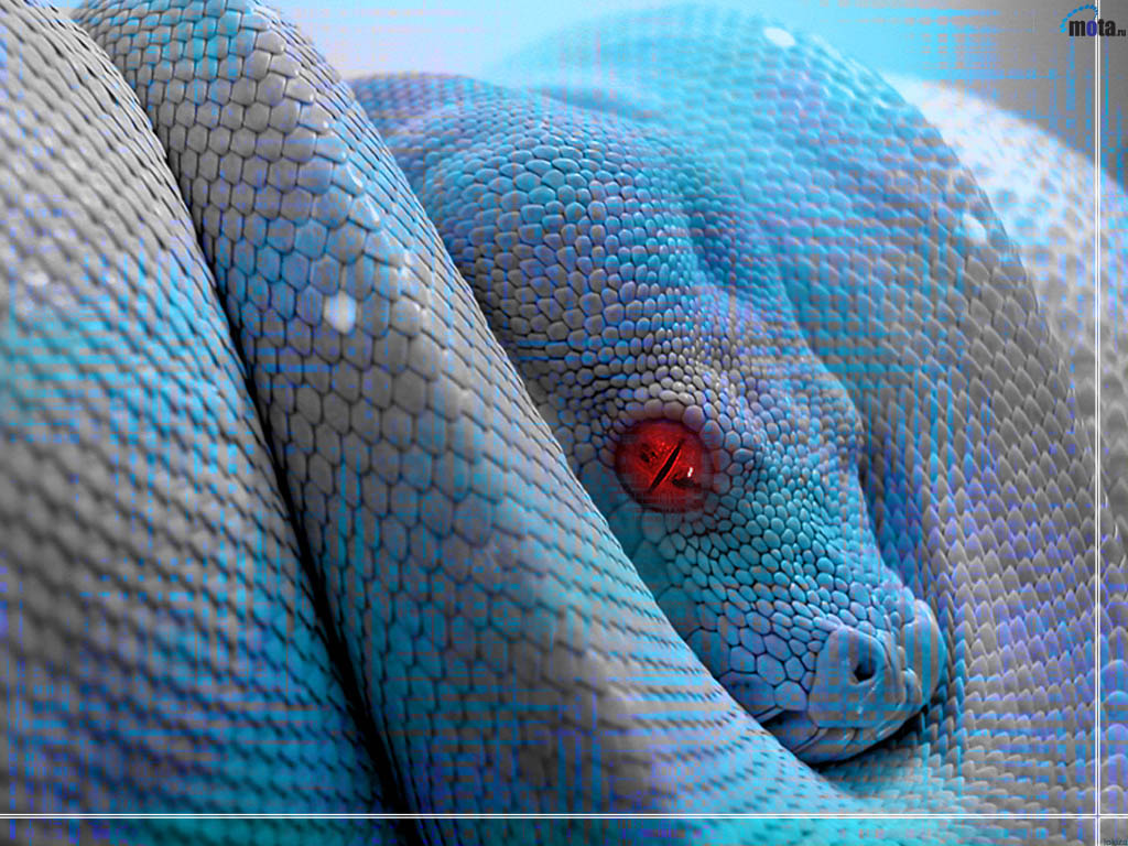���� �� ������� ���� :: Wallpapers :: ���������� 1