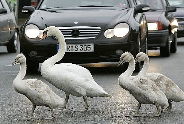 ���������� �������� :: �������� �������� ���� 36