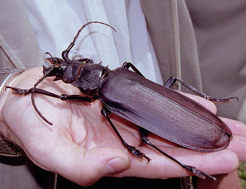 ���������� �������� :: ��������-����� Titanus giganteus ���� 1