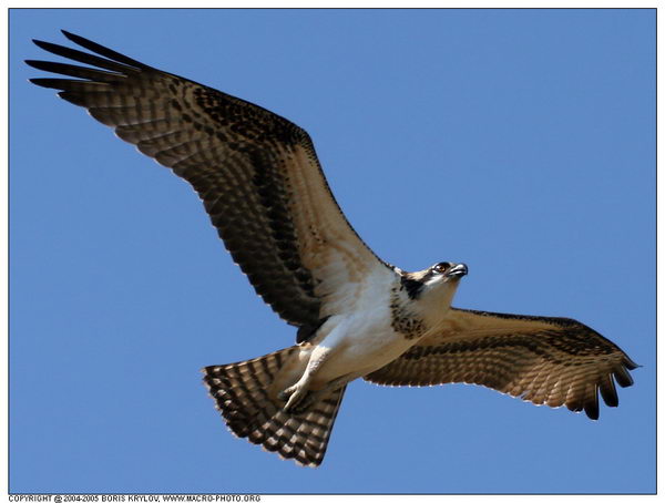���������� �������� :: ����� (Pandion haliaetus) ���� 1