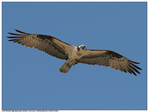 ���������� �������� :: ����� (Pandion haliaetus) ���� 2