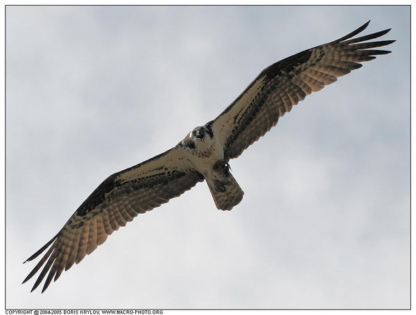���������� �������� :: ����� (Pandion haliaetus) ���� 3