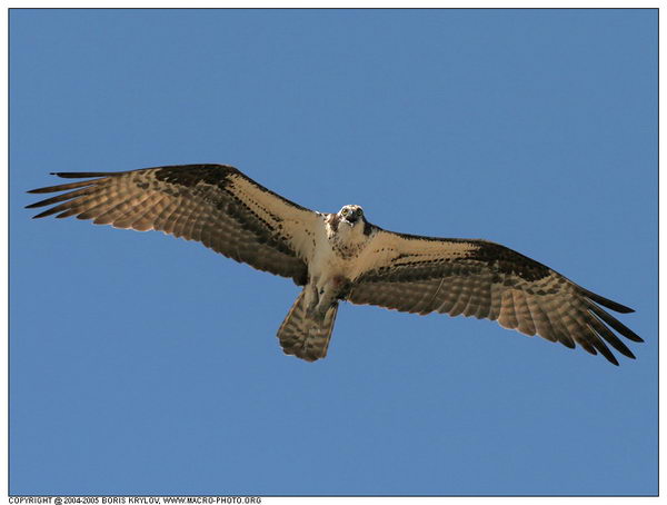 ���������� �������� :: ����� (Pandion haliaetus) ���� 4