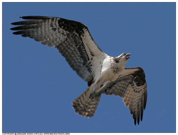 ���������� �������� :: ����� (Pandion haliaetus) ���� 5