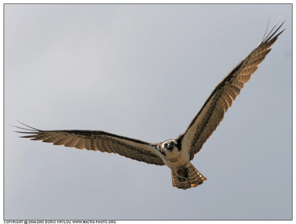 ���������� �������� :: ����� (Pandion haliaetus) ���� 6