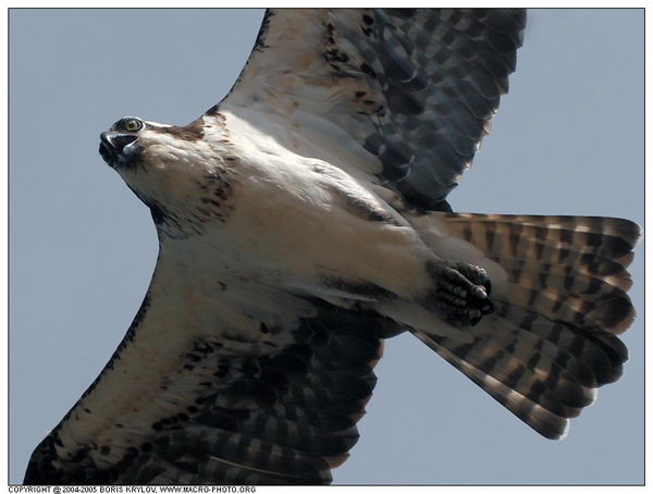 ���������� �������� :: ����� (Pandion haliaetus) ���� 7