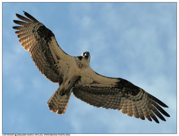 ���������� �������� :: ����� (Pandion haliaetus) ���� 8