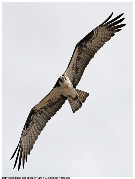 ���������� �������� :: ����� (Pandion haliaetus) ���� 9