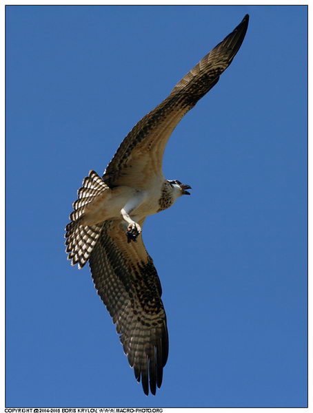 ���������� �������� :: ����� (Pandion haliaetus) ���� 10