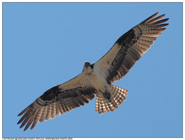 ���������� �������� :: ����� (Pandion haliaetus) ���� 11