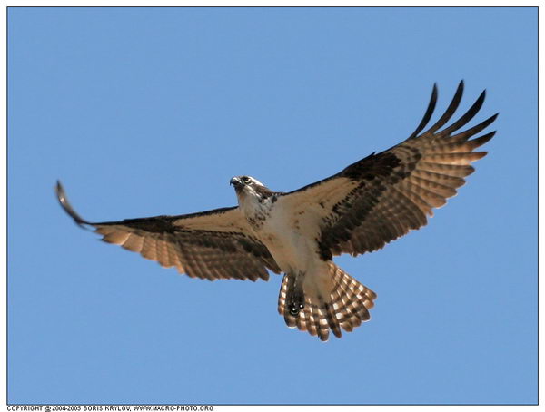 ���������� �������� :: ����� (Pandion haliaetus) ���� 12