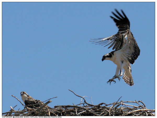 ���������� �������� :: ����� (Pandion haliaetus) ���� 13