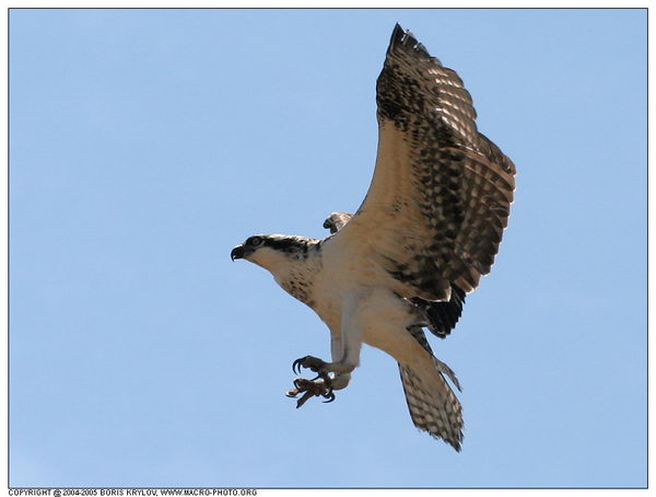 ���������� �������� :: ����� (Pandion haliaetus) ���� 14