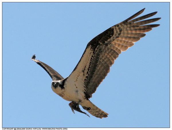 ���������� �������� :: ����� (Pandion haliaetus) ���� 15