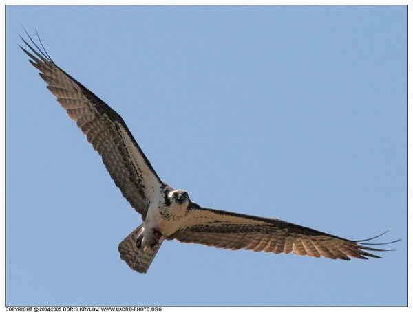 ���������� �������� :: ����� (Pandion haliaetus) ���� 16