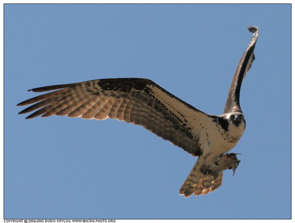 ���������� �������� :: ����� (Pandion haliaetus) ���� 17
