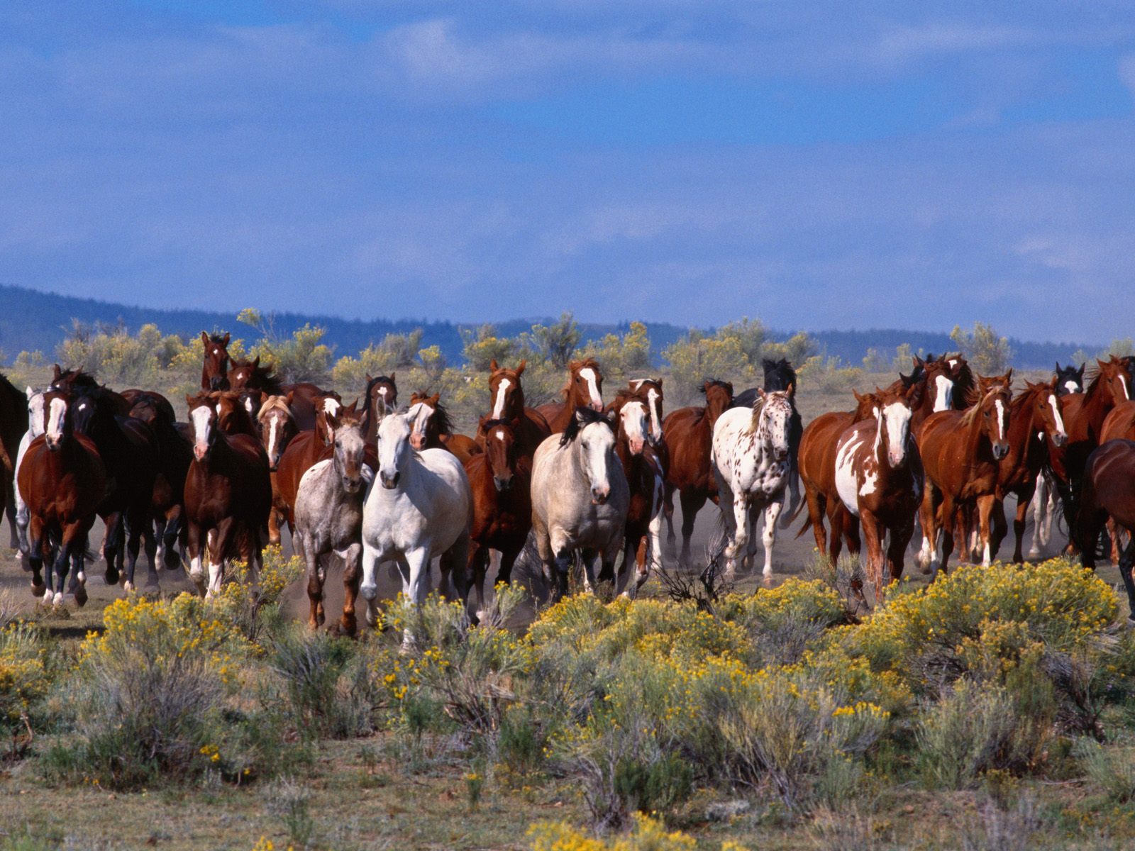 ���������� �������� :: ������ :: ���������� 1