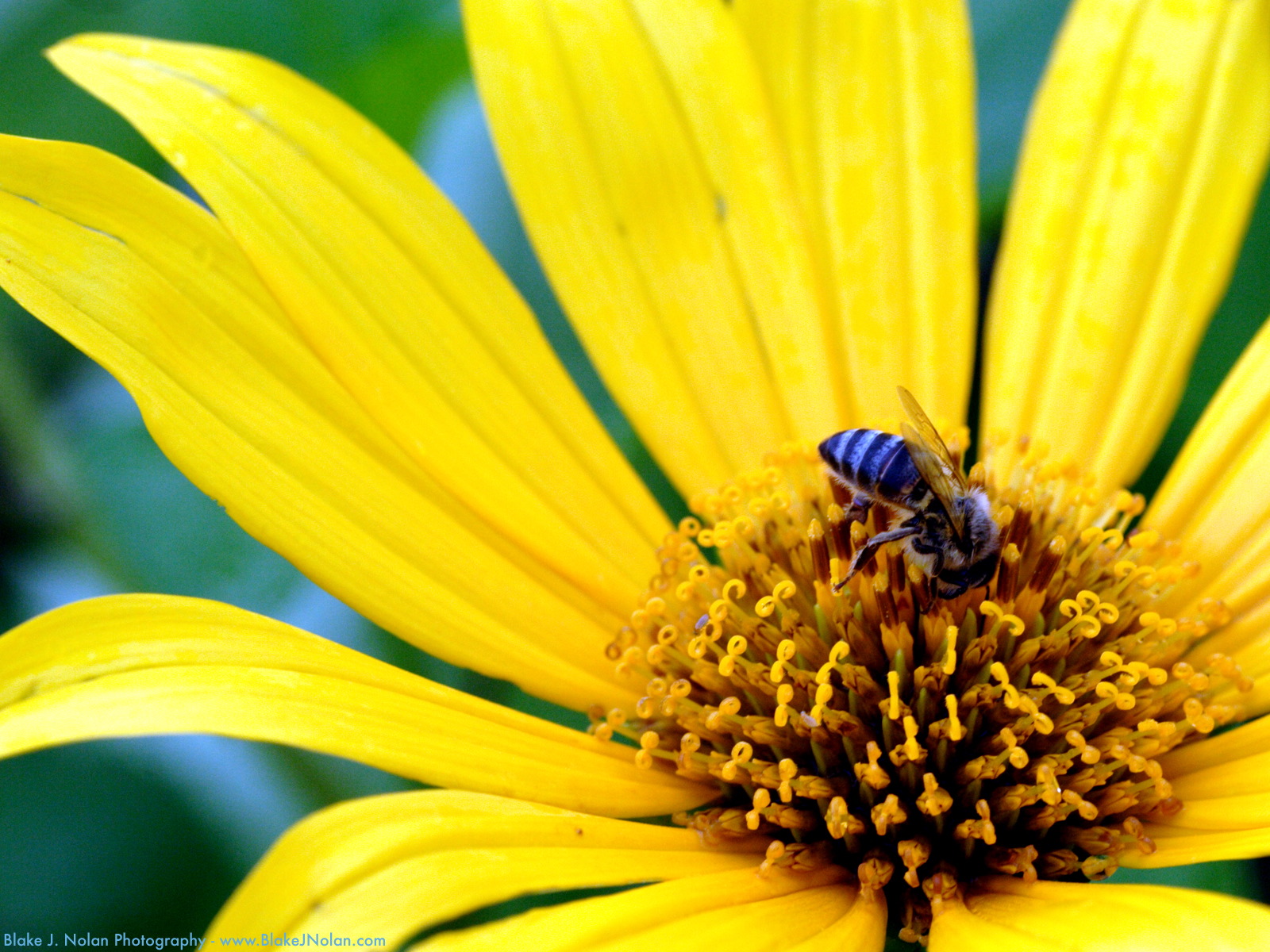 ���� �� ������� ���� :: �������� ����� �� ������� ���� :: ���������� 1