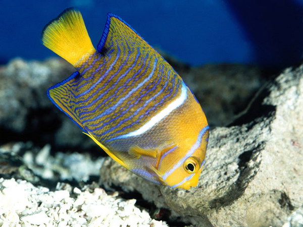 ���������� �������� :: ��������� ������� ���� 5