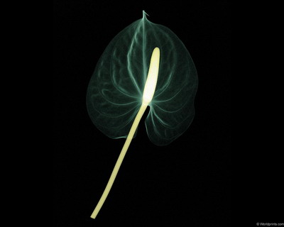 �������� :: X-RAY - ������� ���� 10