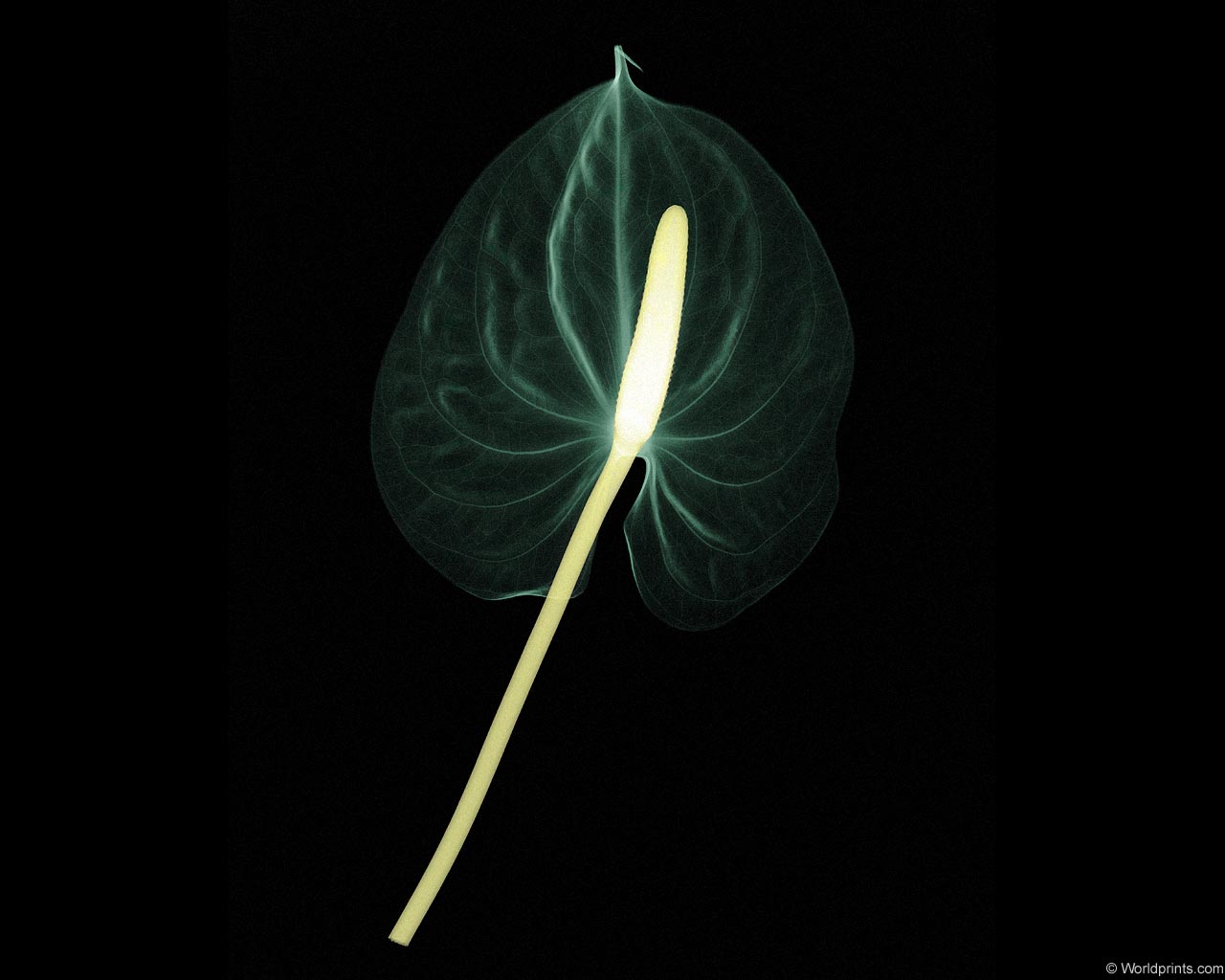 �������� :: X-RAY - ������� :: ���������� 1