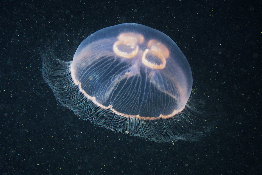   ::  2