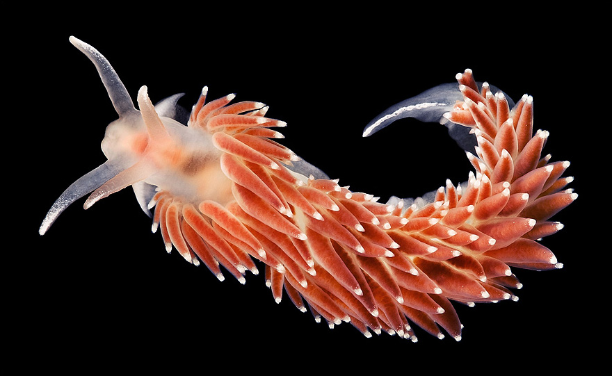   ::  2