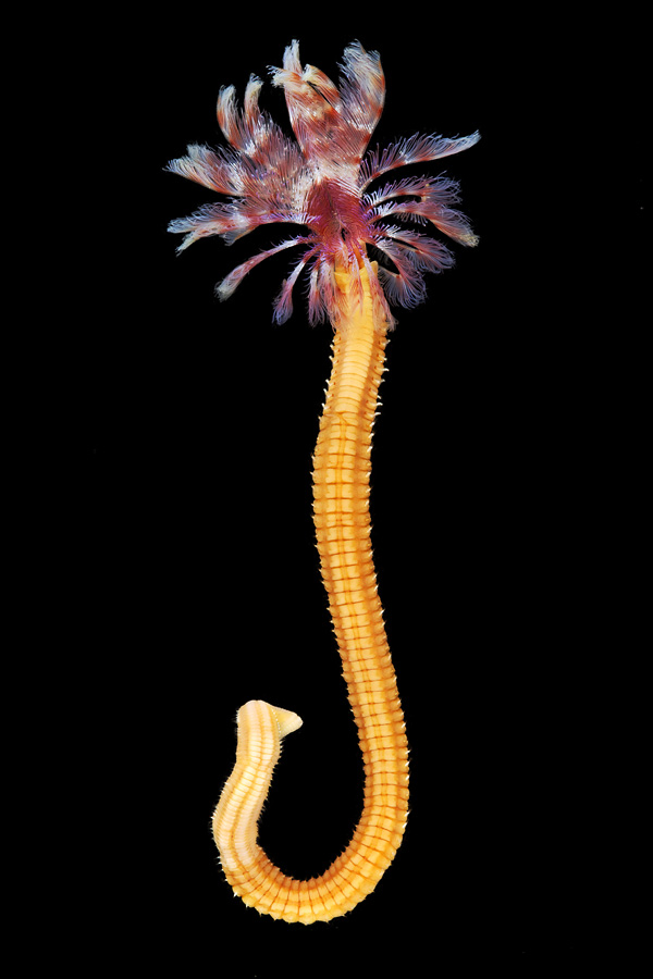   ::  2