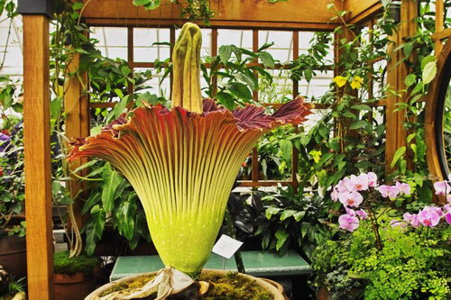  ::   (Amorphophallus titanum)