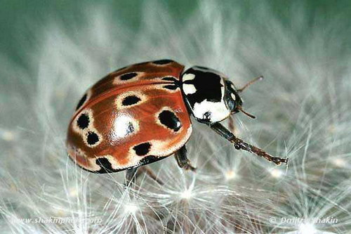 �������� ��� :: ������ ���� ������� ���� 37