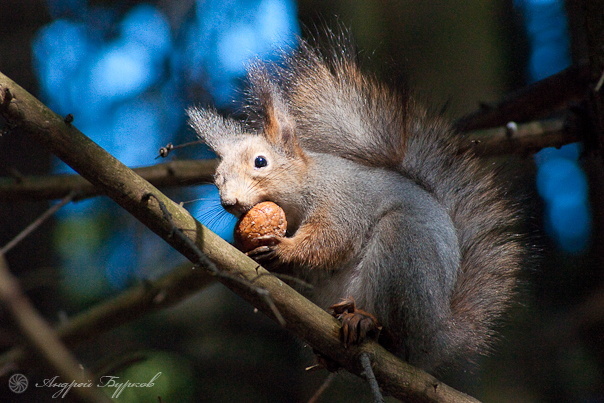 �������� :: ���������� 1