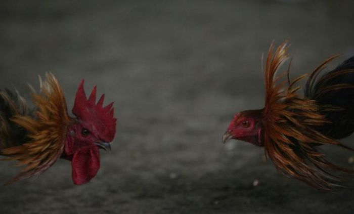 ������ :: ���������� 1