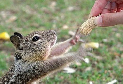 ������ ���� 55