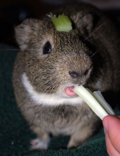 �������� :: ���������� 1