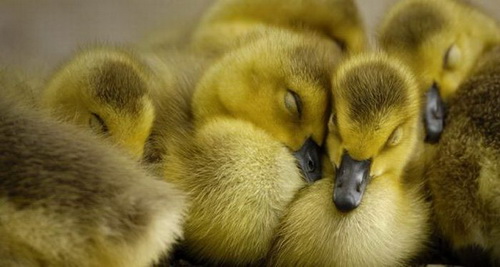 �������� ���� 57