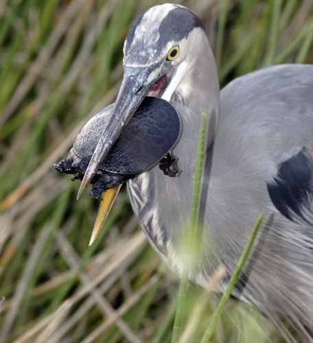 �������� �������� ���� 72