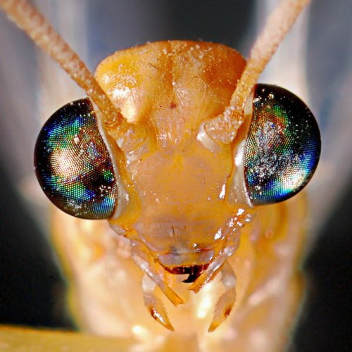 � ���� �������� ���� 37