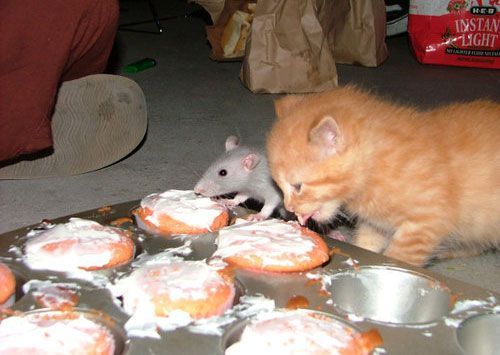 ���� �������� ���� 39