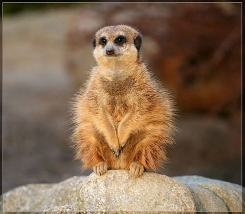 �������� ���� 59