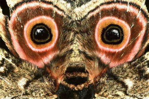 �������� �������� ���� 43