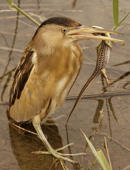 �������� � �������� :: ���������� 1