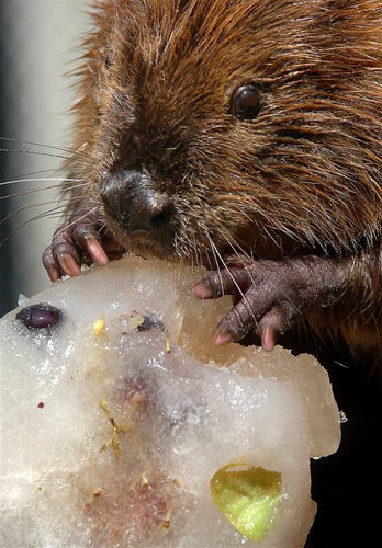 �������� ���� 32
